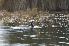 Microcarbo melanoleucos brevirostris