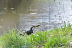 Microcarbo melanoleucos brevirostris