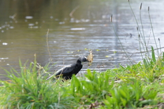 Microcarbo melanoleucos brevirostris