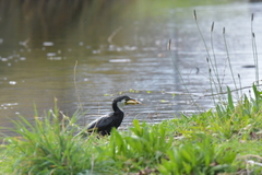 Microcarbo melanoleucos brevirostris