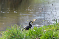 Microcarbo melanoleucos brevirostris