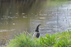 Microcarbo melanoleucos brevirostris