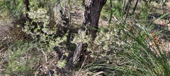 Styphelia setigera