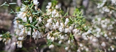Styphelia setigera