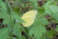 Eurema mandarina