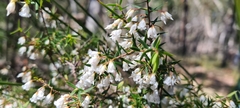 Styphelia setigera