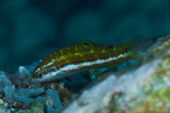 Thalassoma quinquevittatum