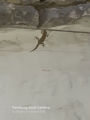 Tarentola mauritanica