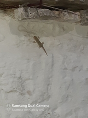 Tarentola mauritanica