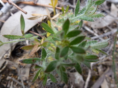 Xanthosia huegelii