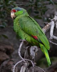 Amazona finschi × viridigenalis