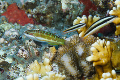 Thalassoma quinquevittatum