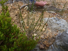 Platysace heterophylla