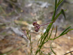 Platysace heterophylla