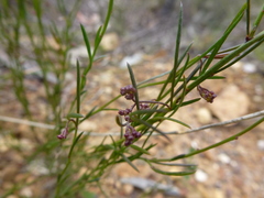 Platysace heterophylla