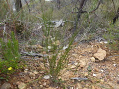 Platysace heterophylla