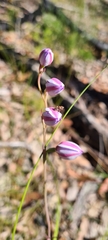 Thelymitra ixioides