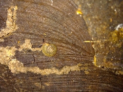 Austrochloritis iluka