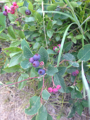 Amelanchier spicata