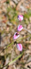 Thelymitra ixioides