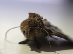 Diachrysia chrysitis