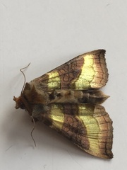 Diachrysia chrysitis