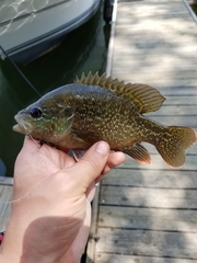Lepomis cyanellus × gulosus