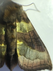 Diachrysia chrysitis