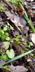 Corybas orbiculatus