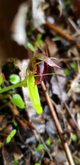 Corybas orbiculatus
