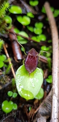 Corybas orbiculatus