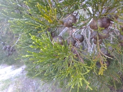 Callitris columellaris