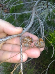 Callitris columellaris