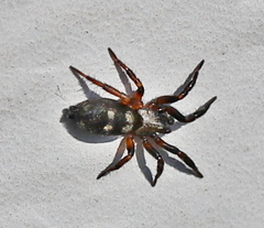Callilepis nocturna