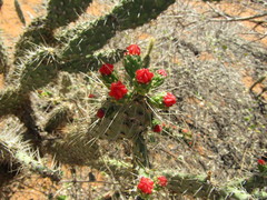 Tacinga palmadora