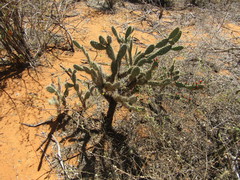 Tacinga palmadora