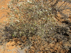 Croton argyrophyllus