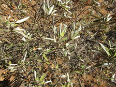 Croton argyrophyllus