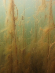 Litosiphon laminariae
