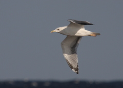Larus fuscus barabensis