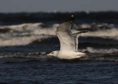 Larus fuscus barabensis