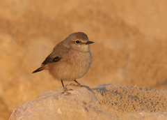 Oenanthe chrysopygia