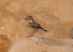 Oenanthe chrysopygia