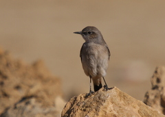 Oenanthe chrysopygia