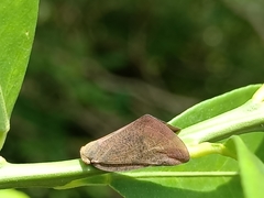 Pochazia