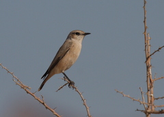 Oenanthe chrysopygia