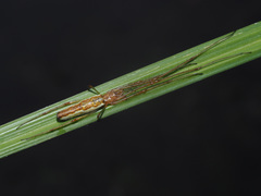 Tetragnatha montana