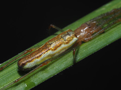 Tetragnatha montana
