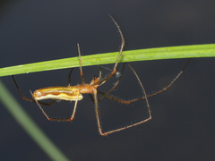 Tetragnatha montana