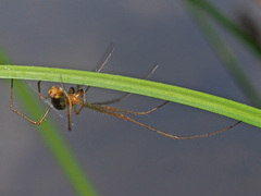 Tetragnatha montana